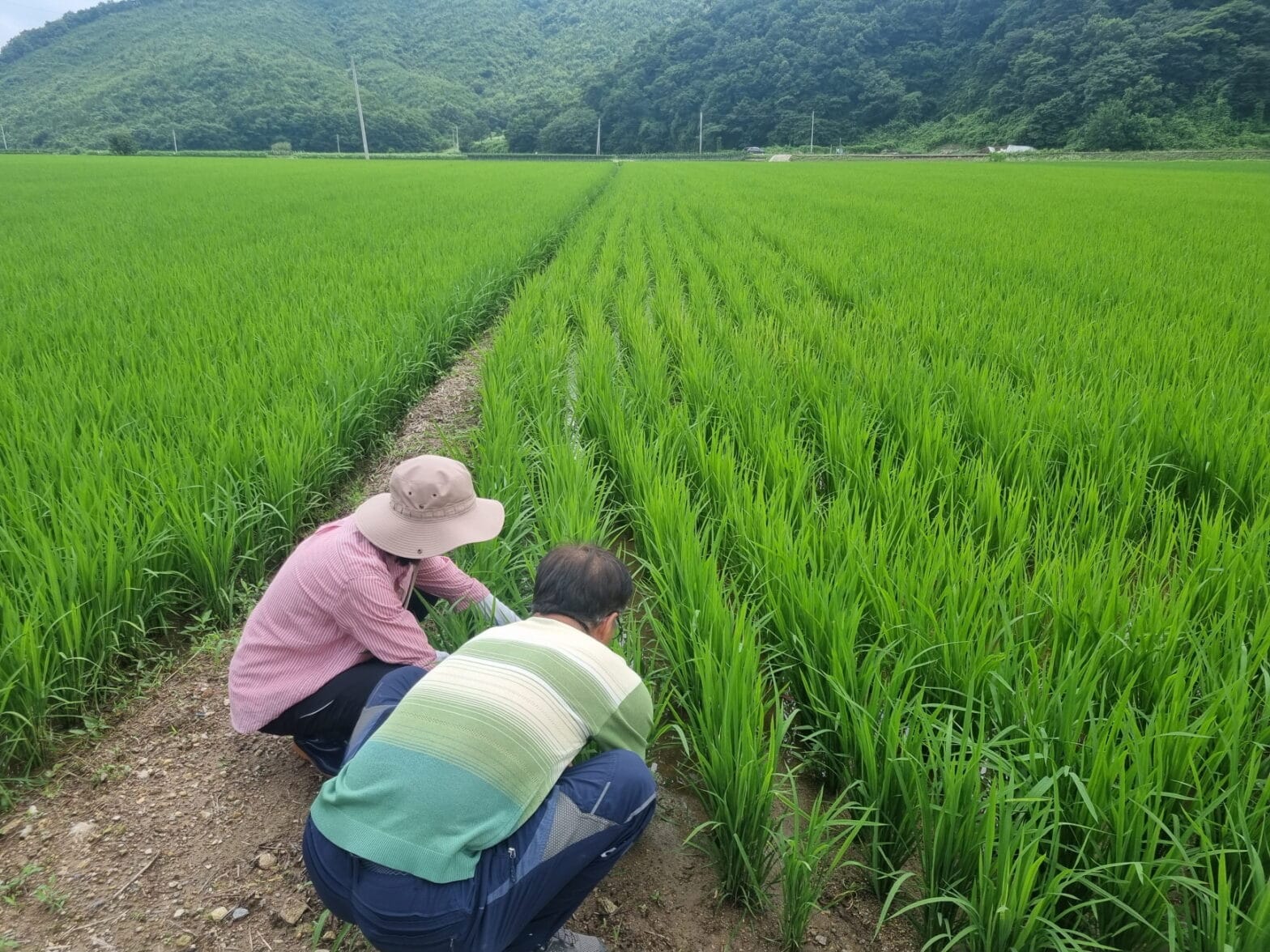 벼 이삭거름 사용 시기 지도