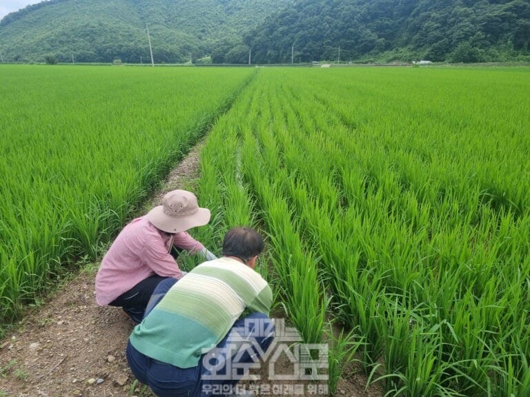 벼 이삭거름 사용 시기 지도