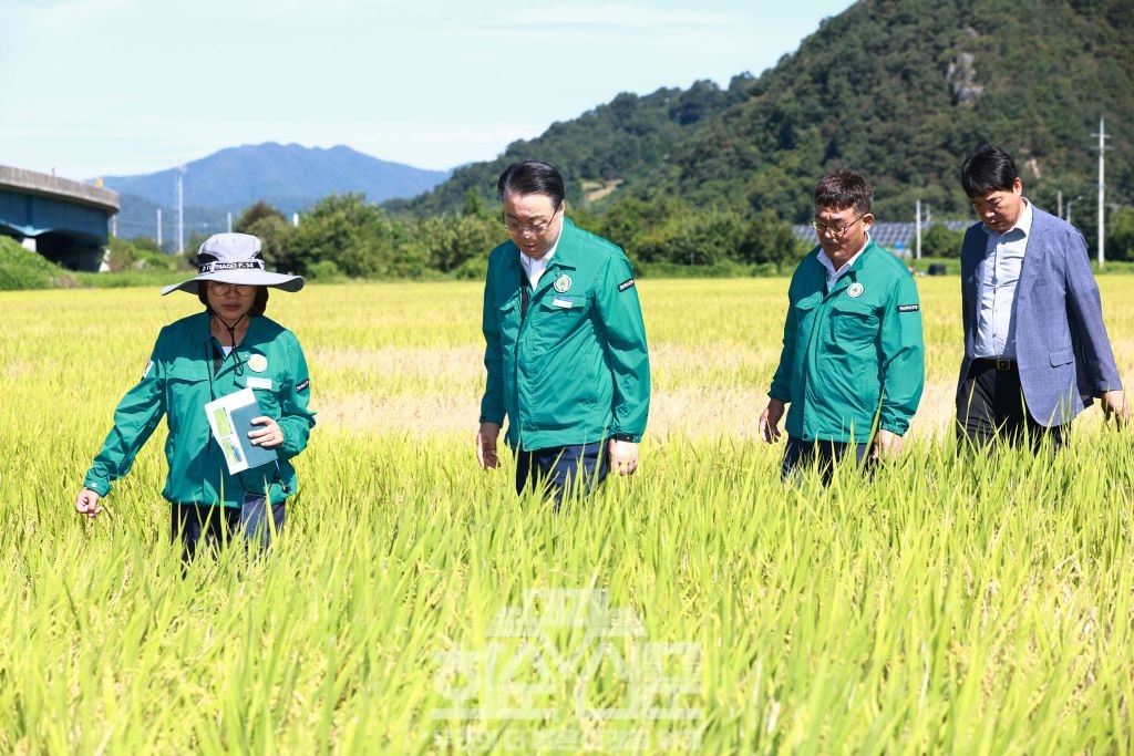 벼멸구 피해 현장을 둘러보는 구복규 화순군수