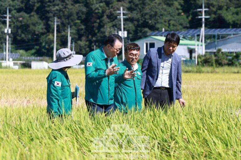 벼멸구 피해 현장을 둘러보는 구복규 화순군수