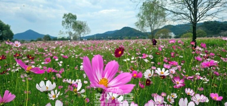 2024 나주영산강축제에 만개할 예정인 영산강 들섬 코스모스 꽃단지