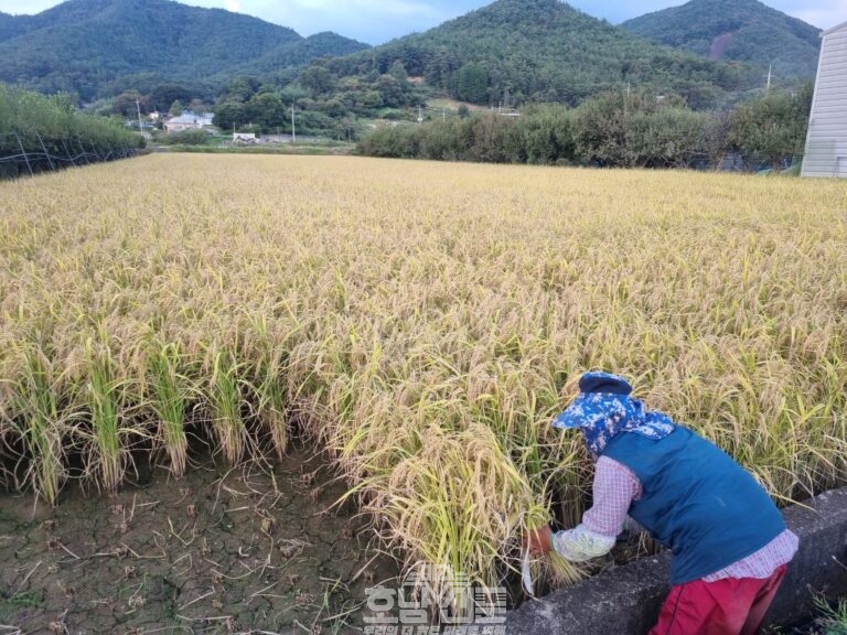 가루쌀 수확(한천면)