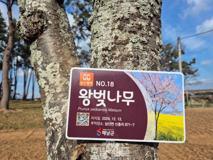 벚나무 이식 눙눙길 치유숲 옥동초 이식