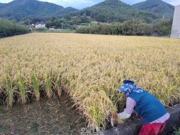 가루쌀 수확(한천면)