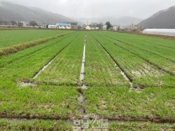 잘 정비된 밀 재배 포장